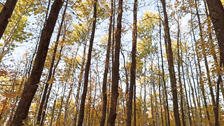 Lul zuigen en seks in het bos